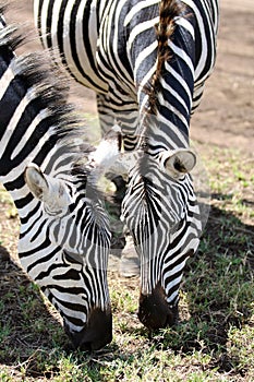 Zebras in national park of Tanzania.