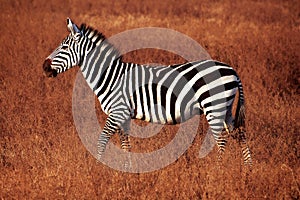 Zebras in national park of Tanzania.