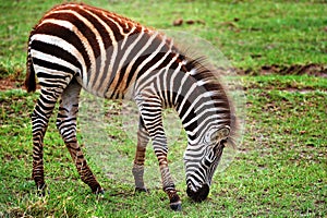 Zebras in national park of Tanzania.