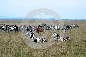 Zebras in national park of Tanzania.