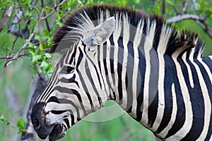 Zebras in national park of Tanzania.