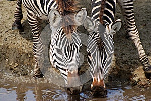 Zebras in national park of Tanzania.