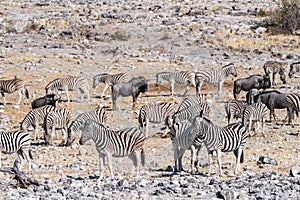 Zebras near the Homob Fountain waterhole in Etosha