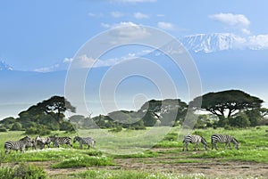 Zebras near Kilimanjaro in Kenya