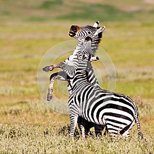 Zebras in the Ngorongoro Crater