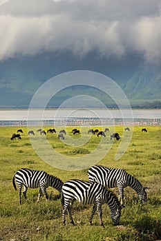 Zebras in the Ngorongoro Crater. Africa. Tanzania.