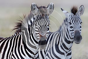 Zebras in Ngorongoro Crater, Tanzania