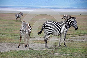 Zebras in the Ngorongoro crater in Tanzania