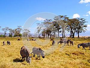 Zebras at Ngorongoro crater, Tanzania.