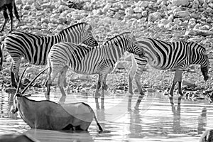 Zebras in Okaukuejo photo