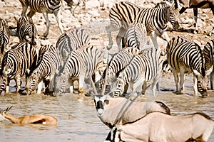 Zebras in Okaukuejo photo