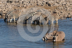 Zebras and Oryx drinking water, Okaukeujo waterhole