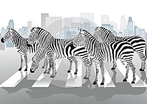 Zebras on pedestrian crossing