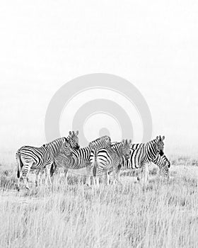 Zebras on a plain in Etosha in black and white