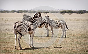Zebras on the plain