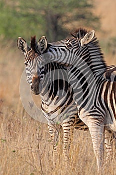 Zebras playing