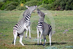 Zebras playing in the field