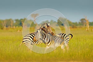 Zebras playing in the savannah. Two zebras in the green grass, wet season, Okavango delta, Moremi, Botswana