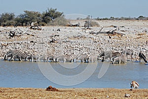 Zebras with pond water in Etosha National Park - Namibia