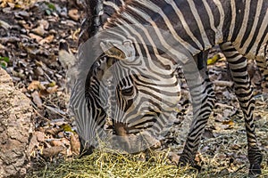 Zebras\' Portrait in the Zoo