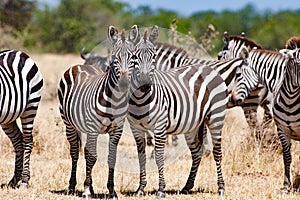 Zebras posing heads together in Serengeti, Tanzania, Africa