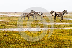 Zebras in the rain in Ngorongoro