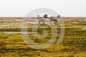 Zebras in the rain in Ngorongoro