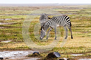 Zebras in the rain in Ngorongoro