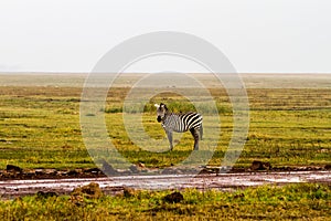 Zebras in the rain in Ngorongoro