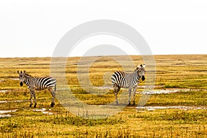 Zebras in the rain in Ngorongoro