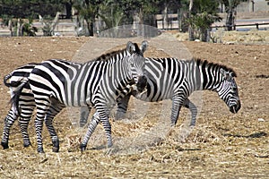 Zebras in Ramat Gan Safary.