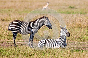 Zebras resting