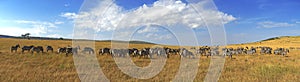 Zebras in a row walking in the savannah in Africa