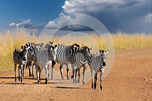 Zebras in a row walking in the savannah on storm clouds background