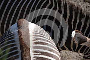 Zebras rump