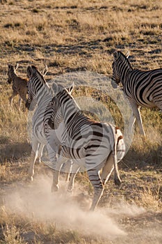 Zebras Running Away in Savannah of Etosha National Park, Namibia