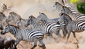 Zebras are running in the dust in motion. Kenya. Tanzania. National Park. Serengeti. Masai Mara.