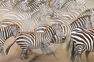 Zebras are running in the dust in motion. Kenya. Tanzania. National Park. Serengeti. Masai Mara.