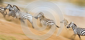 Zebras are running in the dust in motion. Kenya. Tanzania. National Park. Serengeti. Masai Mara.