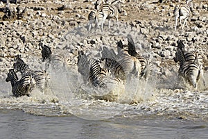 Zebras running from waterhole, Etosha, Namibia