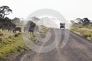 Zebras And Safari Car in Kenya