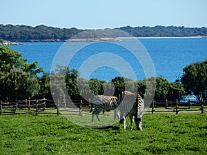 ZEBRAS IN THE SAFARI PARK, BRIJUNI, CROATIA