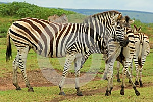 Zebras in safari park, South Africa