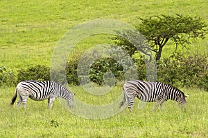 Zebras in safari park, South Africa