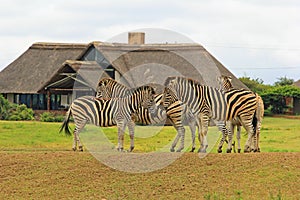 Zebras in safari park, South Africa