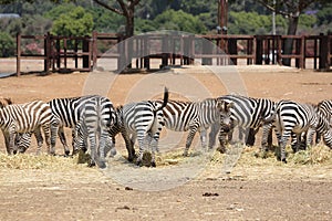Zebras at Safari Ramat Gan, Israel