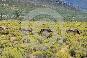 Zebras in safari in South Africa