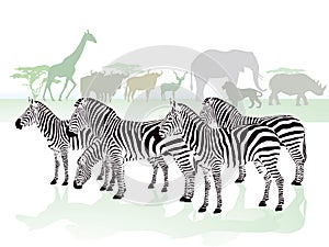 Zebras in the Savanna