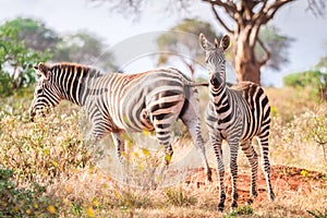 Zebras on savanna, Kenya, East Africa