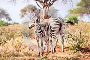 Zebras on savanna, Kenya, East Africa